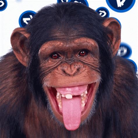 crazy monkey gif|monkeys going crazy gif.